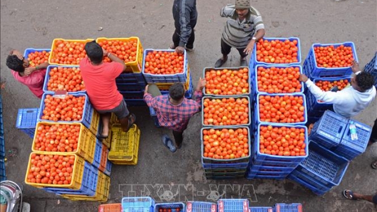 Khủng hoảng cà chua tại Ấn Độ: Giá cà chua tăng 500%