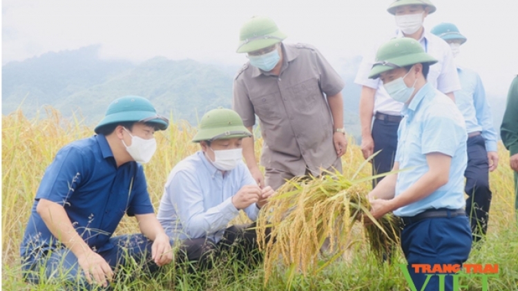 Nông dân Phong Thổ trong công cuộc hiện đại hoá nông nghiệp nông thôn