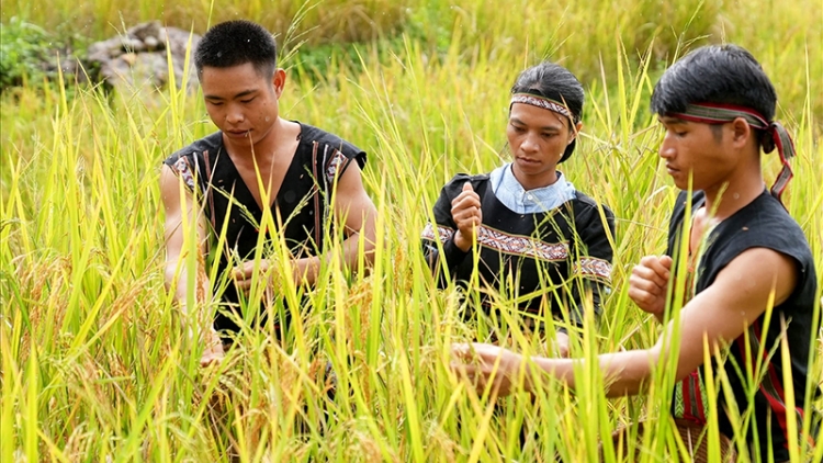 Mùa tuốt lúa trên làng Hạnh phúc
