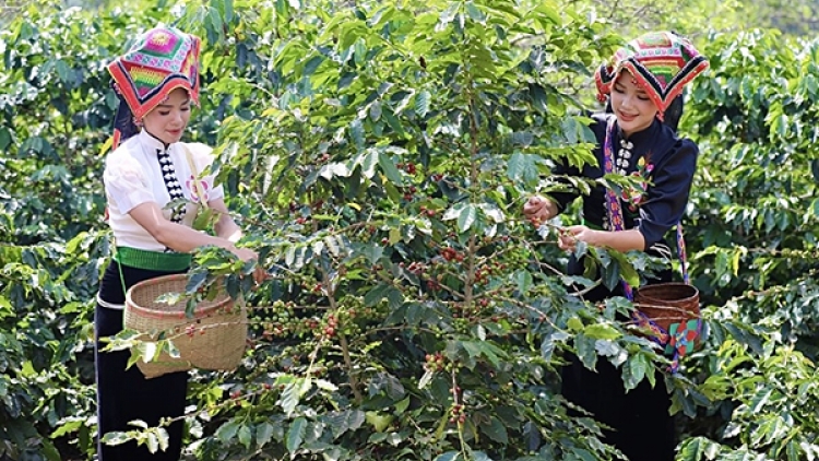 Lễ hội cà phê lần đầu tiên được tổ chức tại Sơn La