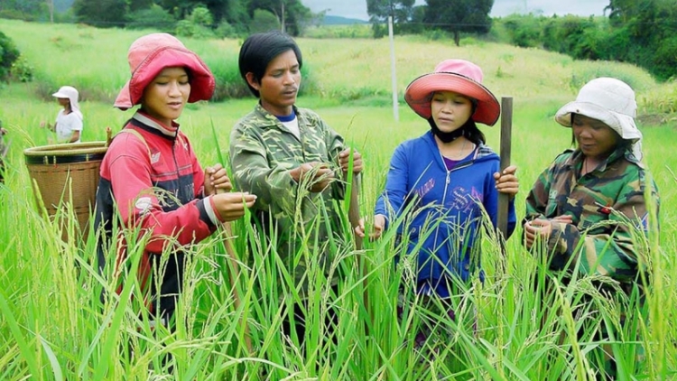 Ninh Thuận- Hỗ trợ phụ nữ phát triển kinh tế gia đình, giảm nghèo bền vững