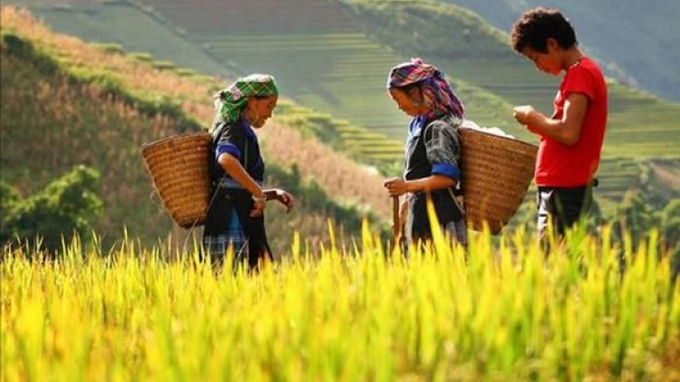 Thái Nguyên: Định mức mới xác định hộ đồng bào dân tộc thiếu đất sản xuất
