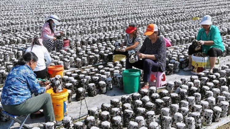 Cây mộc nhĩ giúp xóa nghèo ở vùng cao Trung Quốc