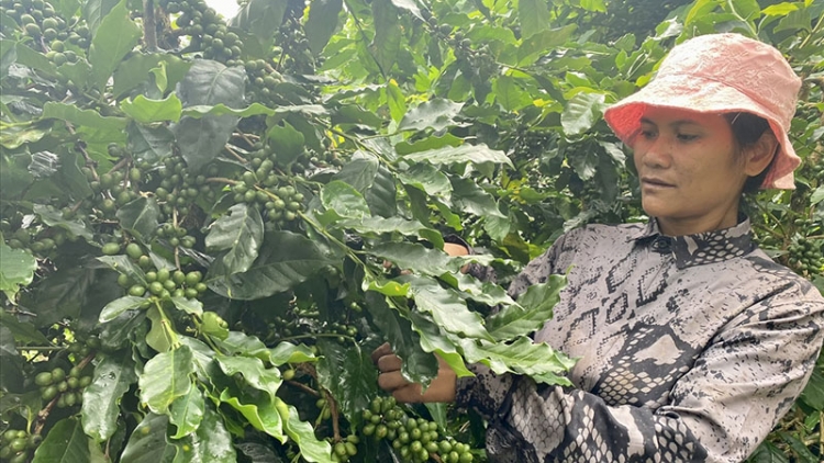 Kon Tum khôi phục và phát triển cây cà phê xứ lạnh giúp đồng bào DTTS tăng thu nhập