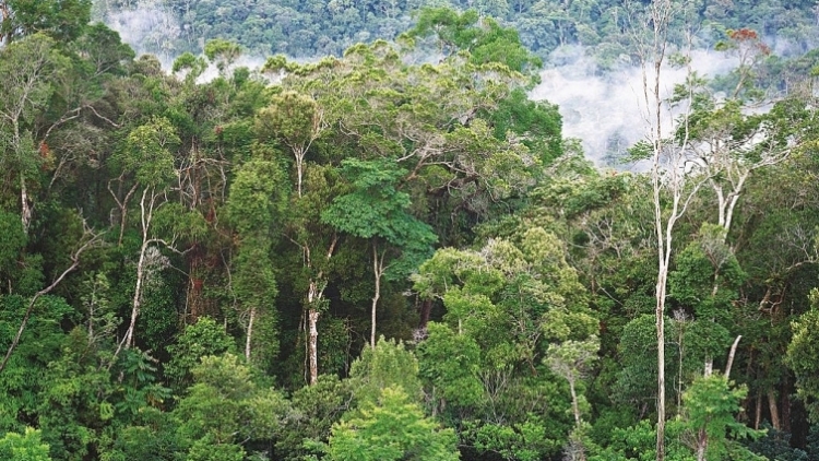 Rừng xanh nhờ chính sách chi trả dịch vụ môi trường rừng