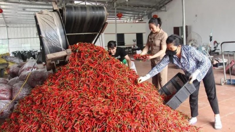 Bắc Giang: Đồng bào dân tộc thiểu số đẩy mạnh liên kết sản xuất, tăng thu nhập
