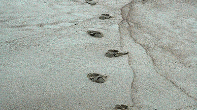 Vết chân tròn trên cát