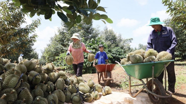 Tơring glông Krông Pač (Dak Lak) prap lui giong laih Jơnum ngui Sầu riêng tal 2