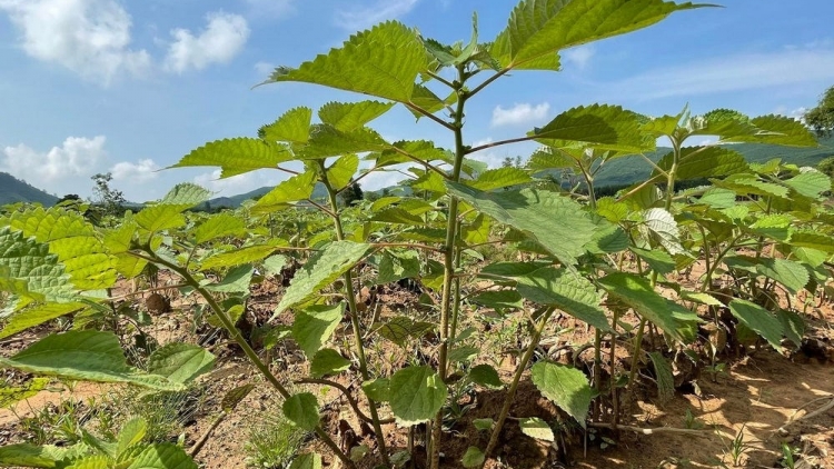 CHAY VẠ NGÒI CHƯỚNG CO PÁN