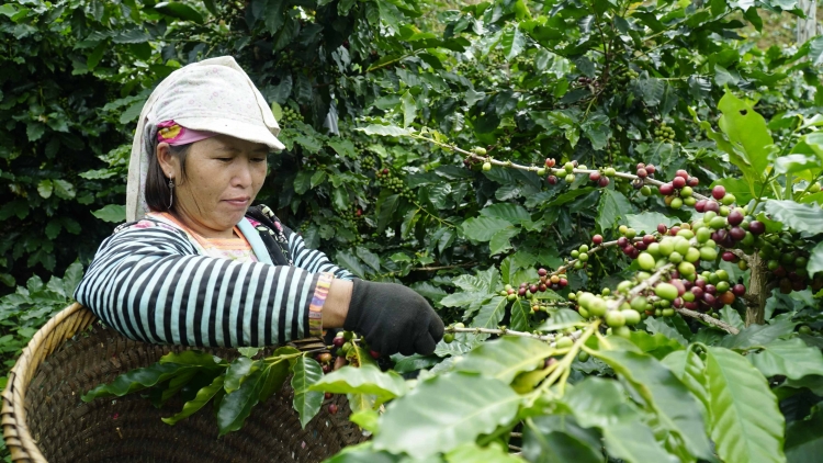 Phụ nữ Điện Biên khẳng định vị thế, tiên phong trong phát triển kinh tế