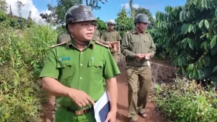 Cà phê đỉnh giá, nông dân Tây Nguyên vừa thu hái vừa lo đề phòng trộm cắp