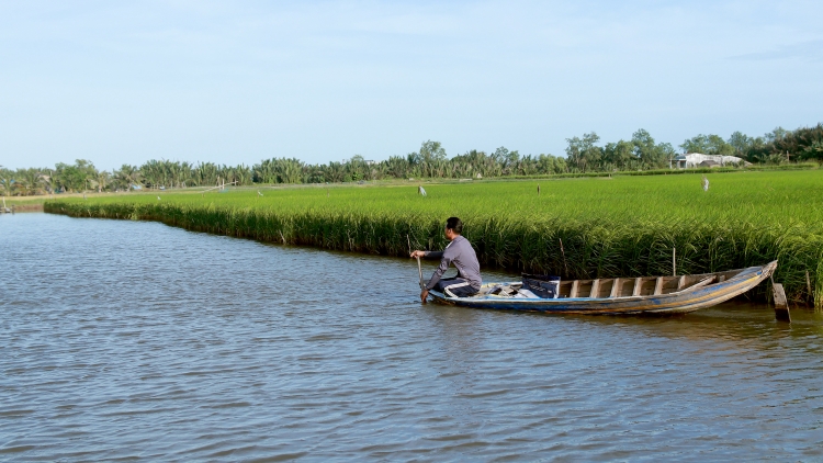 ស្រូវសរីរាង្គឆ្លាស់ជាមួយបង្កង–ទិសដៅចីរភាពសម្រាប់កសិករនៅកោះ ឡុងហ្វា
