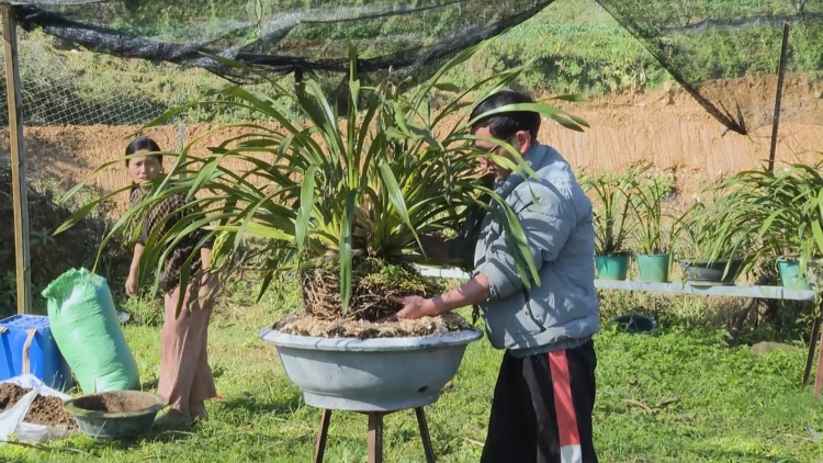 Nông dân Sa Pa tăng cường phòng, chống rét cho cây trồng, vật nuôi