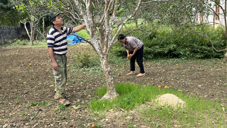 Ước mong phục hồi vùng cam sành đặc sản Lục Yên