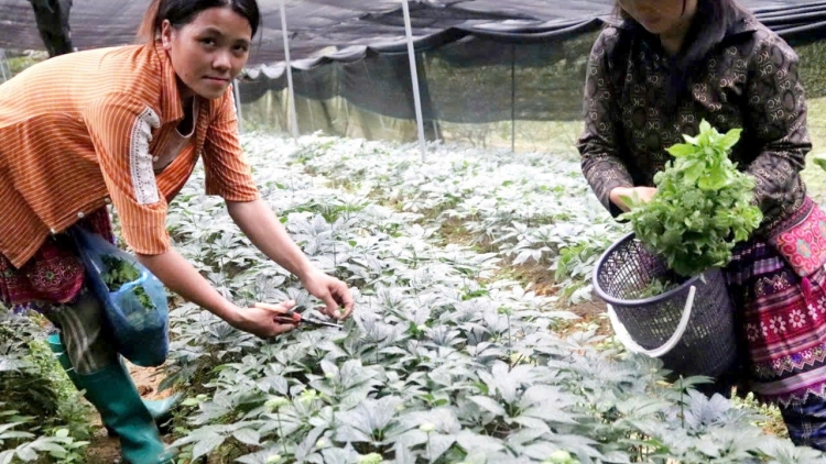 Lào Cai: Nhiều nông dân vùng cao đổi đời nhờ cây tam thất