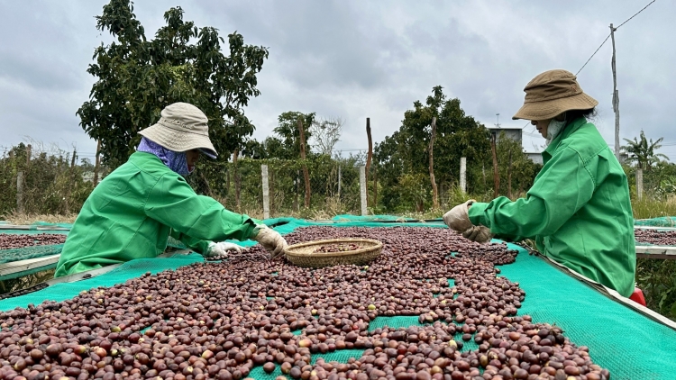 Nông sản Đắk Lắk kỳ vọng mở rộng thị trường xuất khẩu