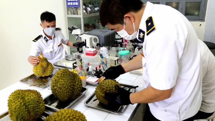 Lạng Sơn: Tạo điều kiện thuận lợi nhất cho sầu riêng xuất khẩu