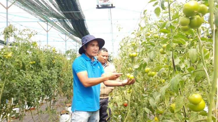 Lâm Đồng: Nông sản vươn tầm thế giới nhờ liên kết sản xuất và xây dựng thương hiệu