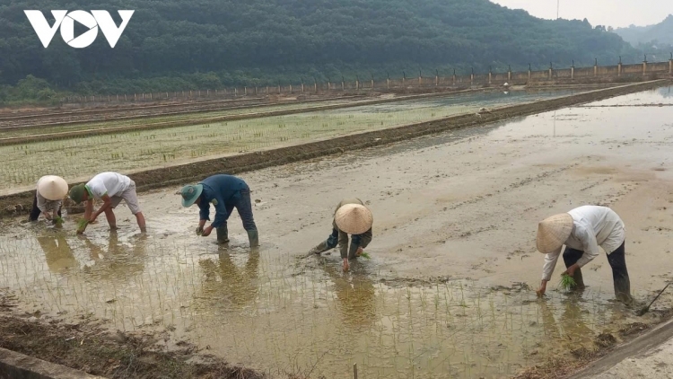 Khát vọng lúa lai