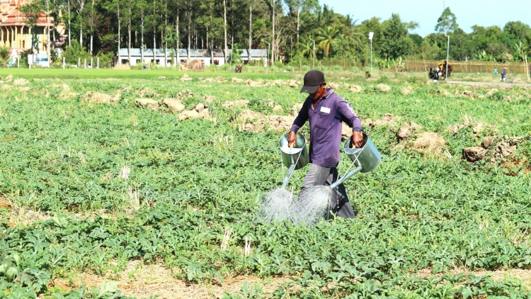 Nông dân Sóc Trăng sống khỏe mùa khô hạn nhờ chuyển đổi trồng dưa hấu dưới chân ruộng