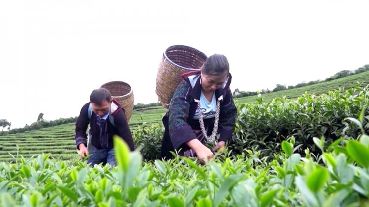 Lan tỏa phong trào xin ra khỏi danh sách hộ nghèo ở biên giới Lai Châu