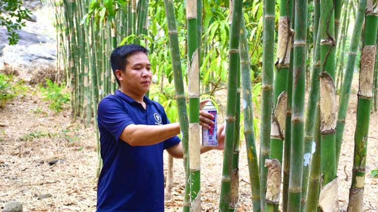 ដើមពីងពង់ជាដំណាំកាត់បន្ថយភាពក្រីក្រសម្រាប់កសិករនៅតំបន់ភ្នំពពាល