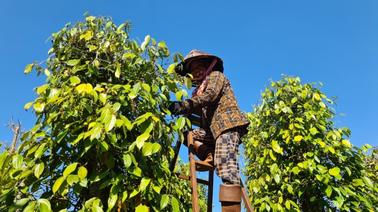 Mơngế pêt tiu a Gia Lai sôk ro xua châ tiu hên hlối ai yă