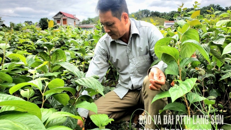 CÓ HỘI DÚ LẠNG SƠN HẾT CHÀU PJOM KHAI FẺ MÁC