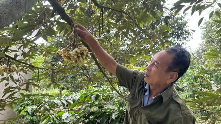 Mơdêk tơmeăm pêi lo ing chiâk deăng Dak Lak: Ing tơbăng klâng troh a kơchơ lâp plâi tơnêi