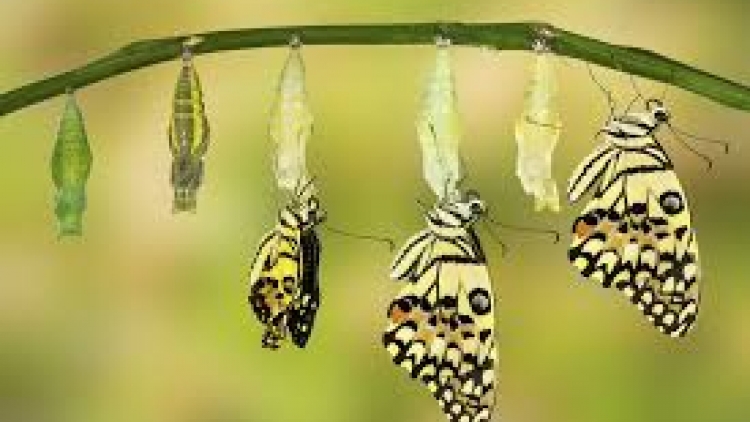 រឿង សត្វមេអំបៅ៣ក្បាល