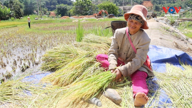 Vùng cao Tây Giang vào mùa thu hoạch lúa