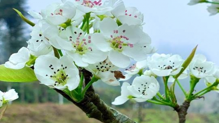 PHIÊN CHỢ NGÀY XUÂN 