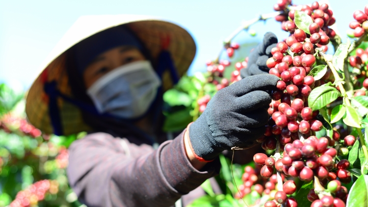 Xúa pơkeăng rak vế hdrê loăng ƀă xôh mơdât oâ hdrong tung kơdrum kơphế pêt tơvât