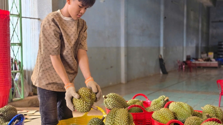 Gia Lai chơt hơiă mât lơ̆m pơyan phĕ sầu riêng 2025