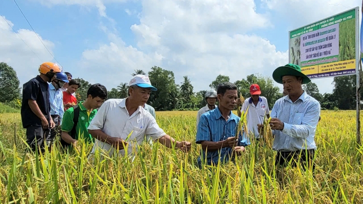 ពង្រីកតួនាទីរបស់ក្រុមជួយជម្រុញកសិកម្មសហគមន៍ក្នុងកិច្ចចំណាត់ការអនុវត្តគម្រោងការផលិតស្រូវគុណភាពខ្ពស់១លានហិចតា