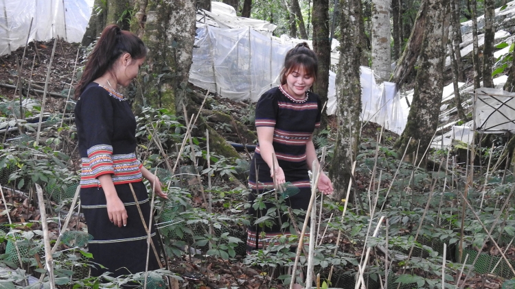 Ki rơkê plĕng tiô chal krâ ‘na Sâm Ngọc Linh a Kon Tum chiâng tơmeăm túa lĕm tro tơnêi