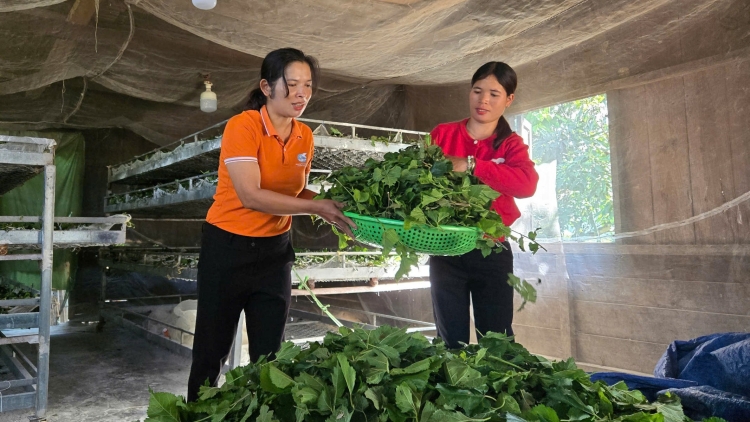 Kơpong hơngế Dam Rông hluăn kơtiê kơnôm pêt loăng yâu păn hdrong