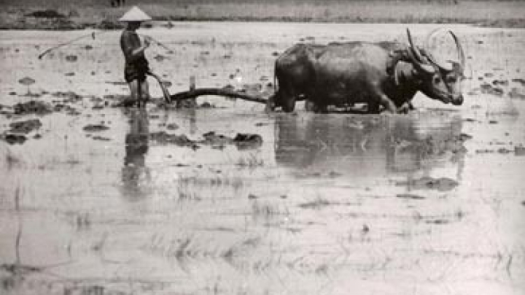 Bài ca Nông dân Việt Nam 