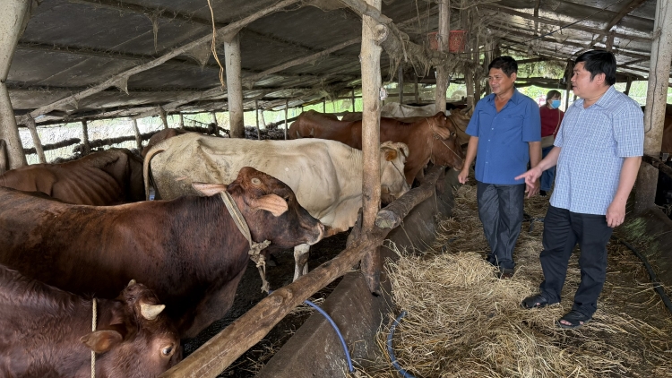 ទម្រង់ចិញ្ចឹមគោ-ក្របីបំប៉នយកសាច់បើកចេញទិសដៅរកស៊ីចិញ្ចឹមជីវិតជូនគ្រួសារក្រីក្រ