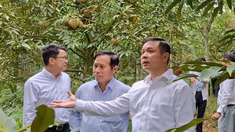 Hun hao nău kan sầu riêng rlơ̆ yan ta Đăk Lăk.