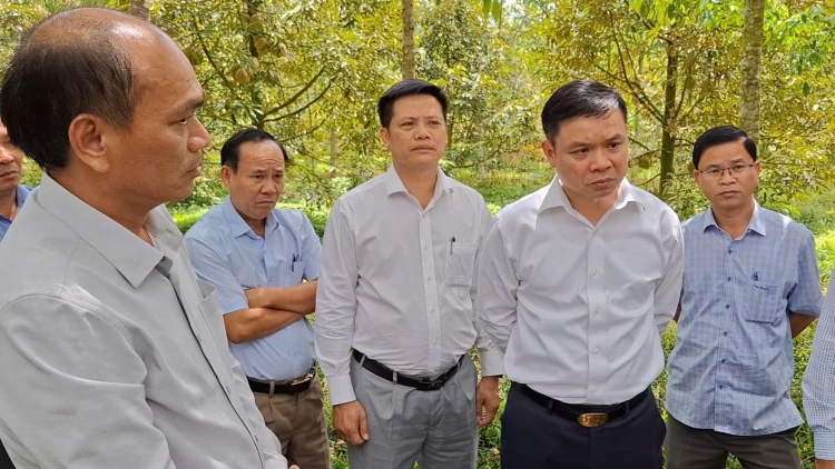 Bơtàu tơngguh broă lơh tơrlòng lài sầu riêng plai ờ di kàl tàm Dăk Lăk 