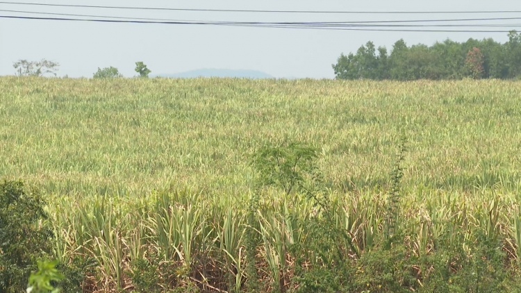 Bơh tờm tào ro tàm càr Dăk Lăk tus mờ bơta pràn tàm pơrlòng bơh gah tào sơdàng dê 