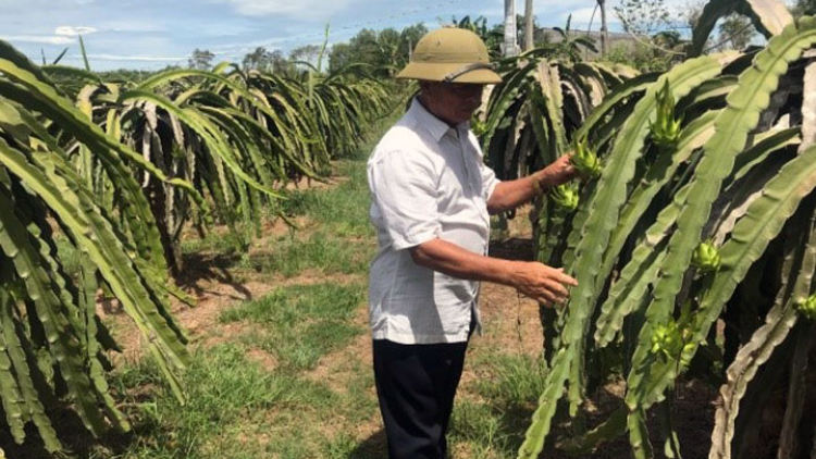 Urang dahlau diah ngak Thanh niên xung phong Bình Thuận yam tapa kan kandah ngak kaya meda