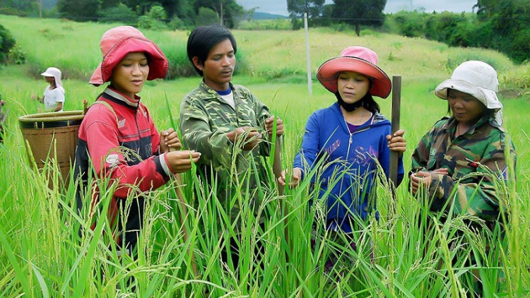 Ninh Thuận peih prong bruk khik iek glai pagam song patagok rai duik khang kajap