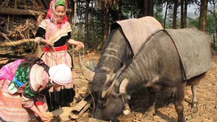 Chà đảng bùng tangz chuôngz , tangz tào xanh máy nhziêuz xia thóng tồng há