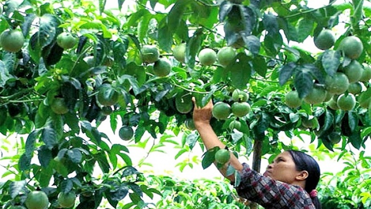 Kỹ thuật tzuống  chanh leo