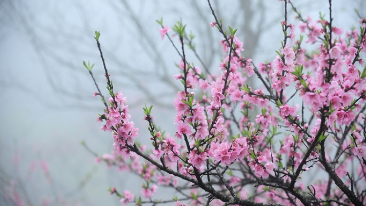 Suôz gâux luk Hmôngz hnuz xiêz 06-02-2019