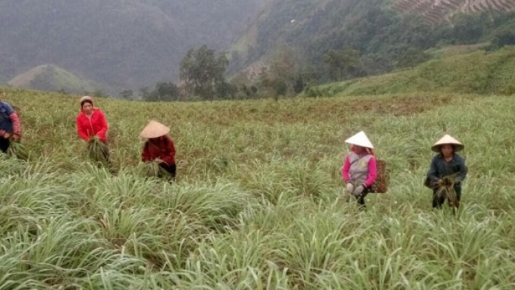 Trồng sả trên vùng cao Thu Lũm