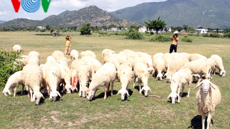 Chăn nuôi gia súc ở Ninh Thuận gặp khó