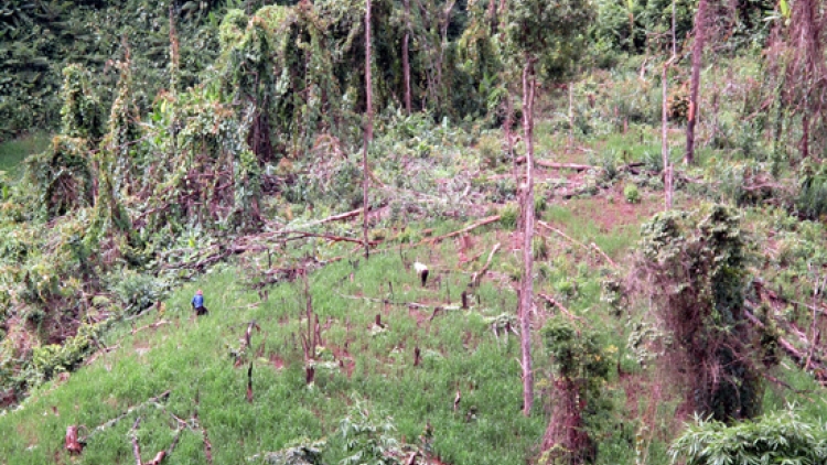 Xử lý hình sự 5 vụ phá rừng tại Sìn Hồ